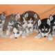 Siberian Sibirien Husky Welpen...